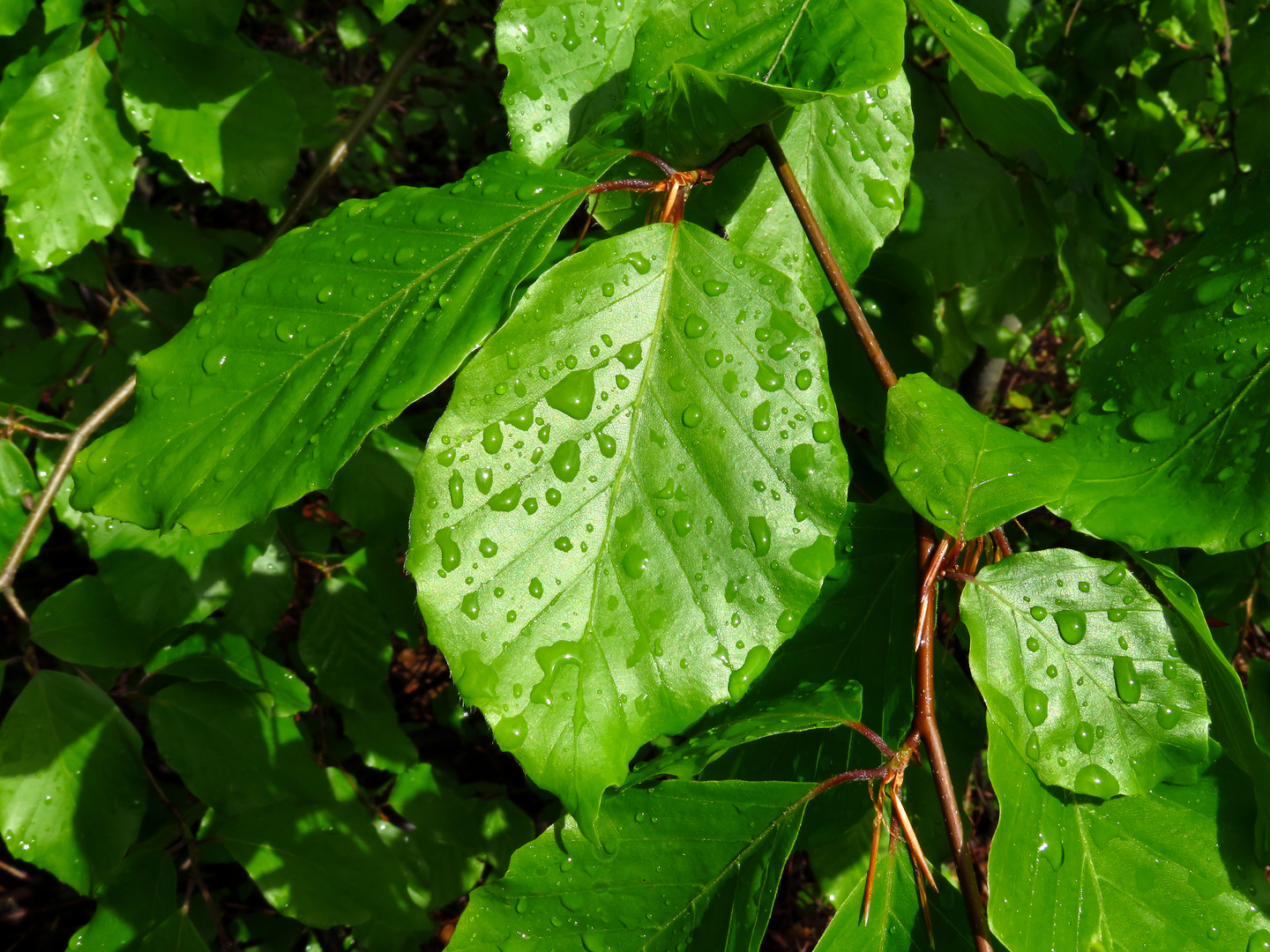 Buchenblätter mit Regentropfen im Frühling