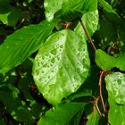 Buchenblätter mit Regentropfen im Frühling