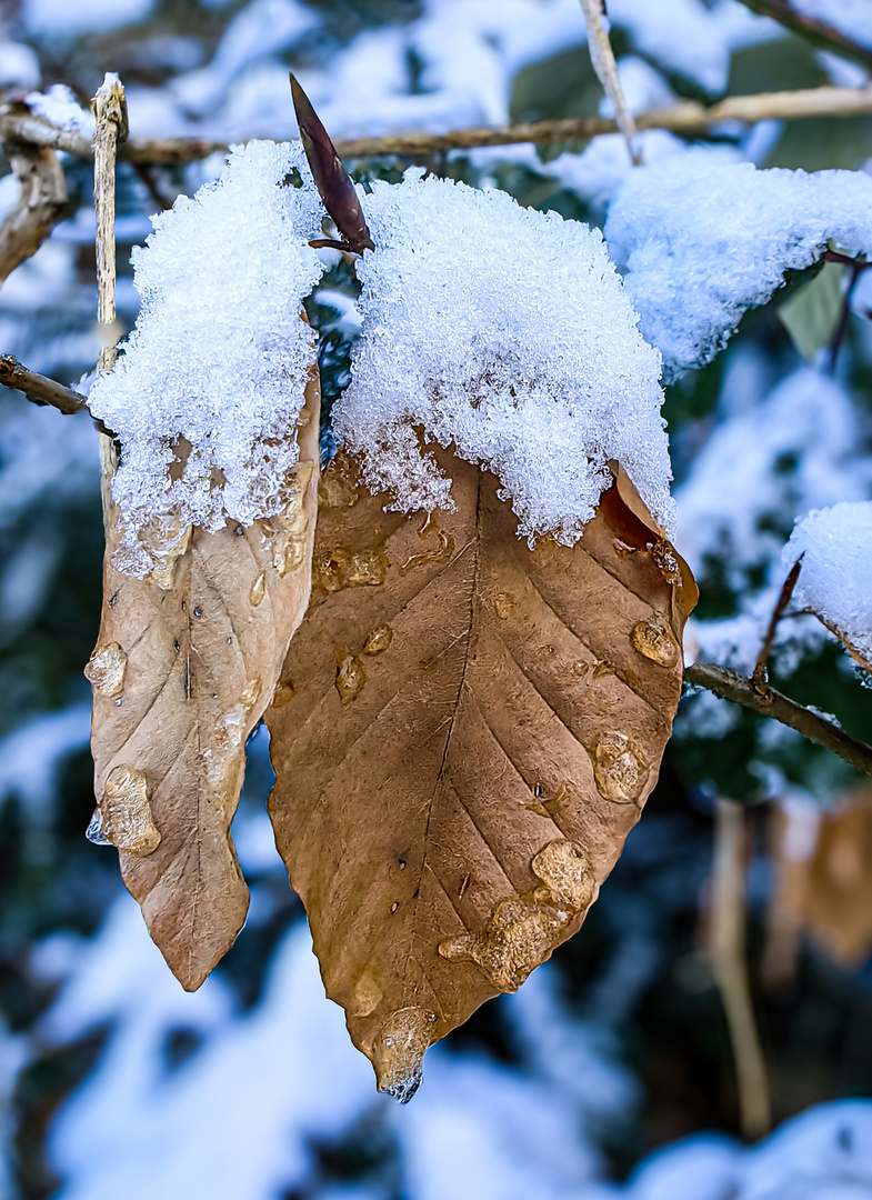 Buchenblatt