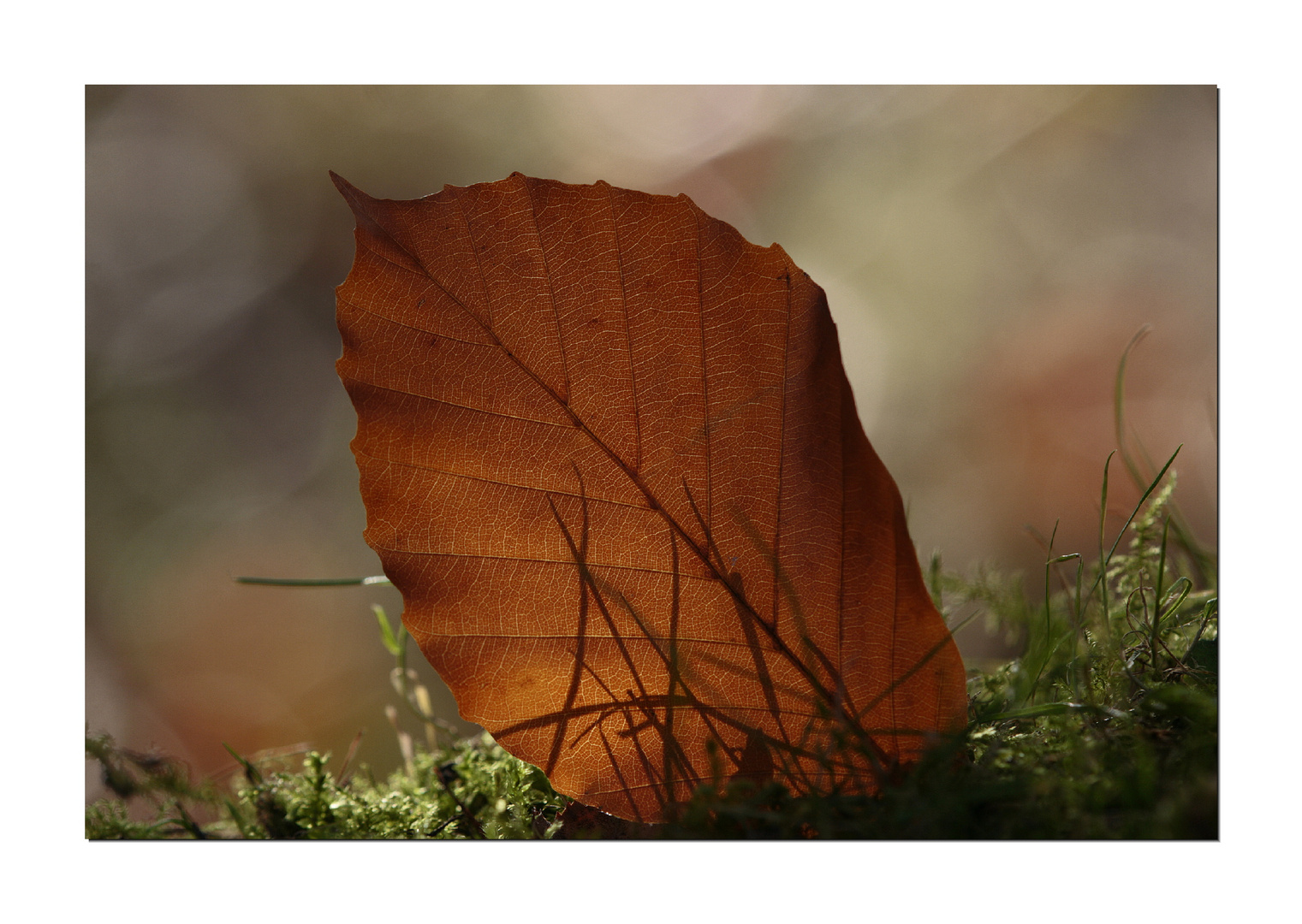 Buchenblatt