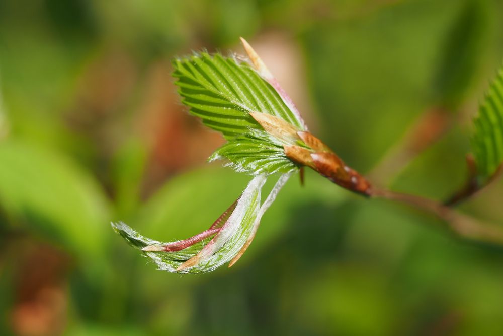 Buchenblatt entrollt sich