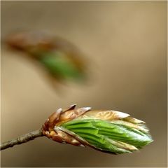 Buchenblatt - gespiegelt