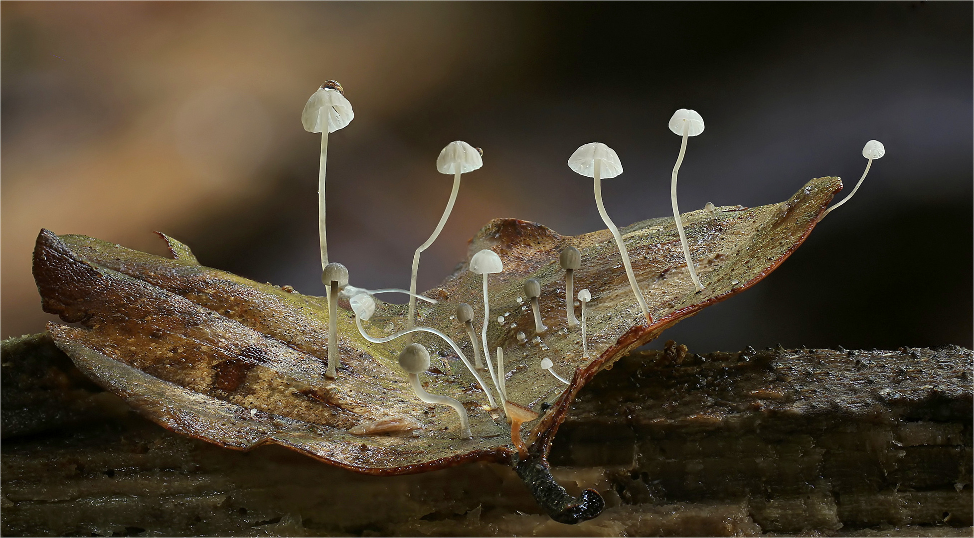 Buchenblatt-Helmling  (Mycena capillaris )