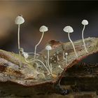 Buchenblatt-Helmling  (Mycena capillaris )