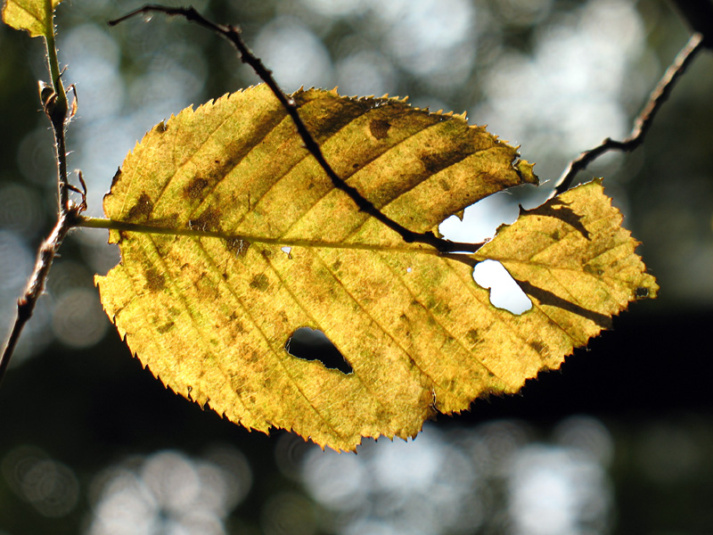 Buchenblatt im Gegenlicht