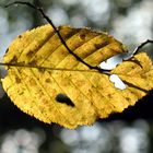 Buchenblatt im Gegenlicht