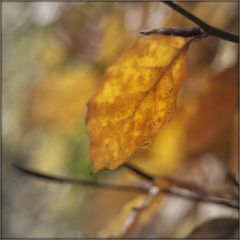 Buchenblatt im Herbst