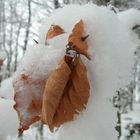 Buchenblatt im Schnee