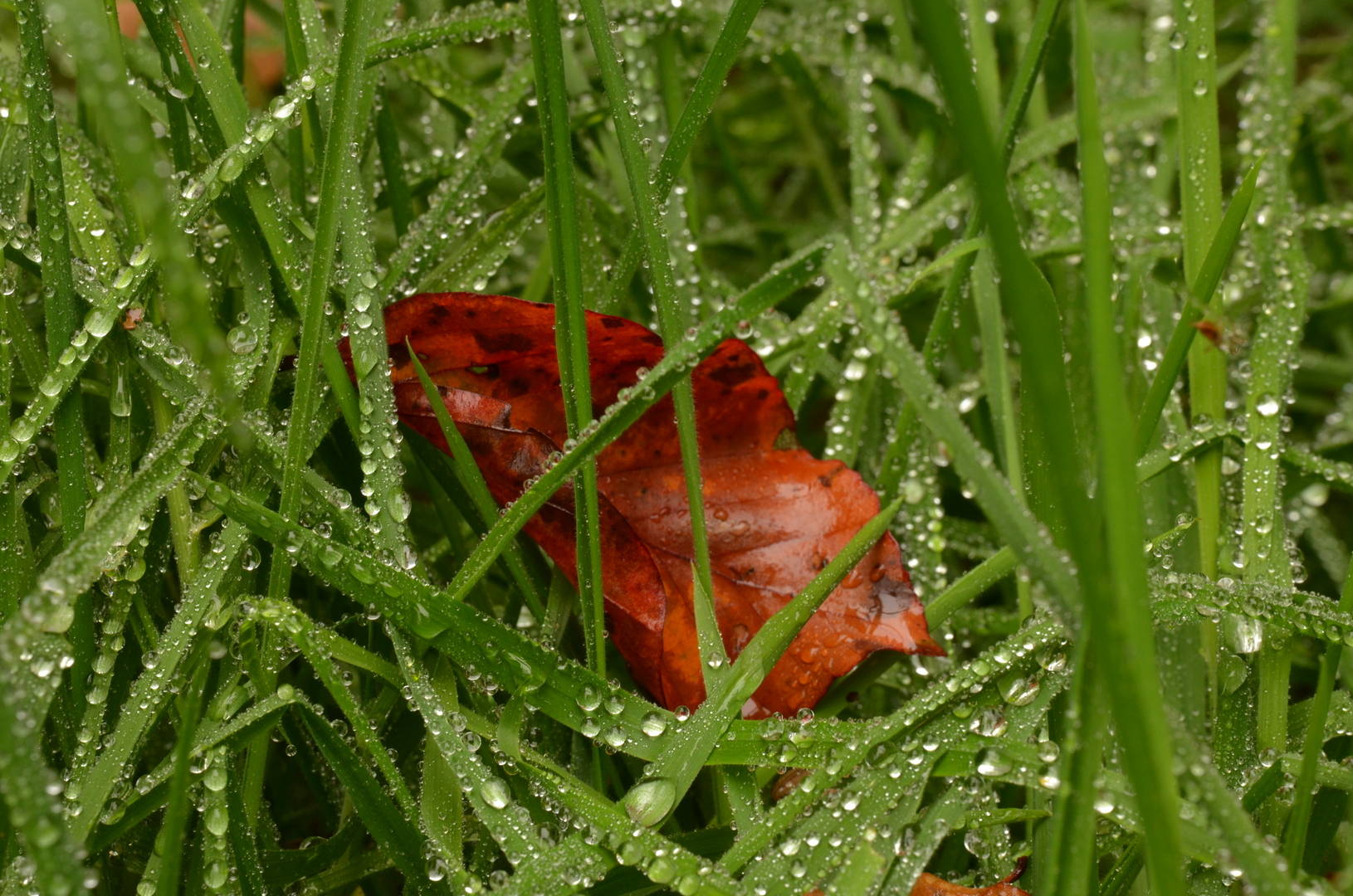 Buchenblatt im taubedecktem Gras