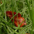 Buchenblatt im taubedecktem Gras