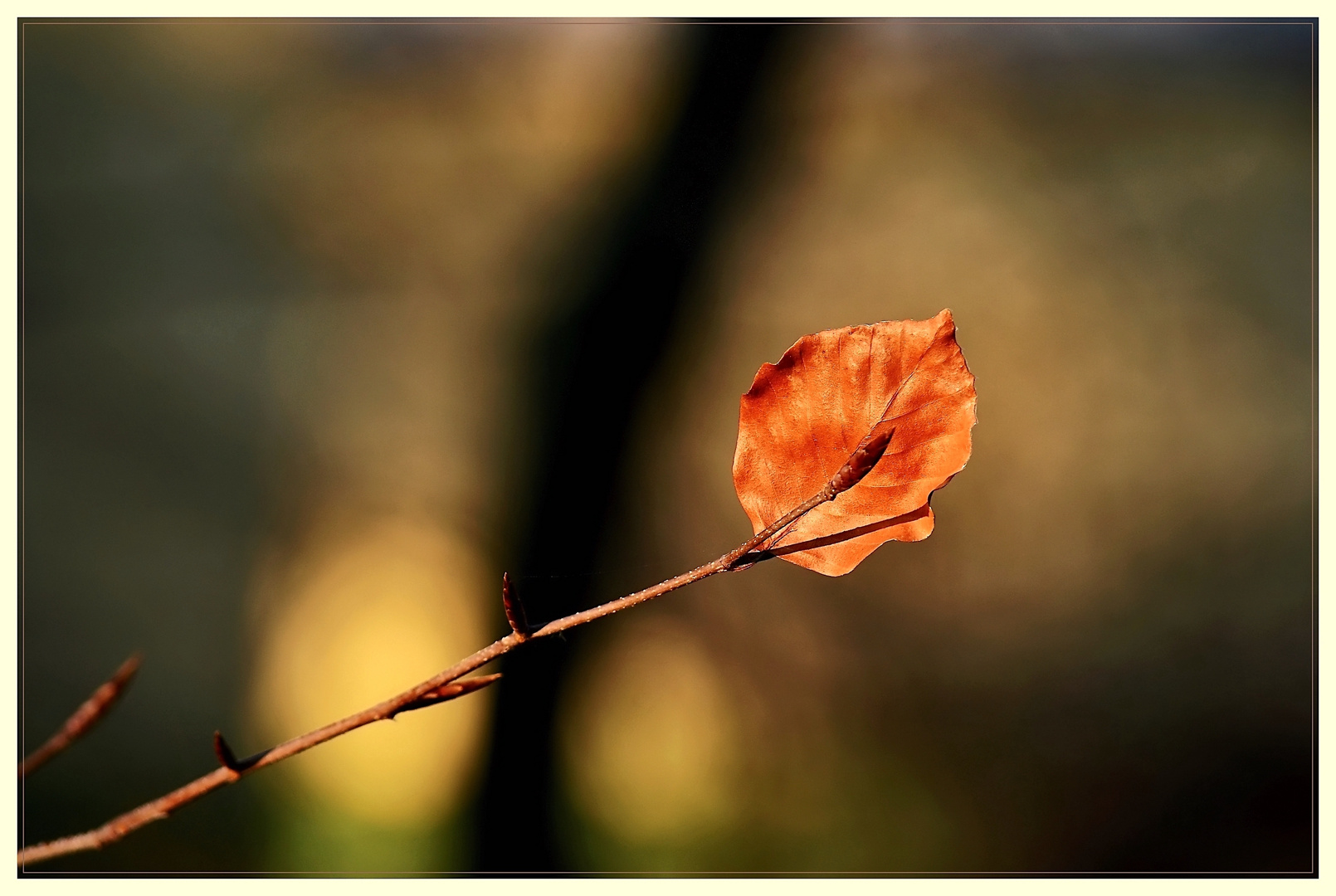 Buchenblatt im Winterlicht