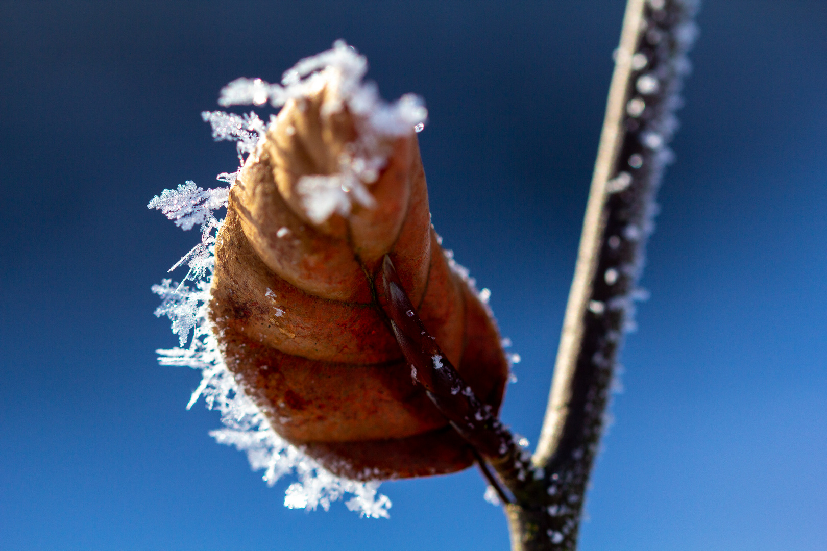 Buchenblatt mit Eiskristallen