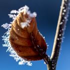 Buchenblatt mit Eiskristallen