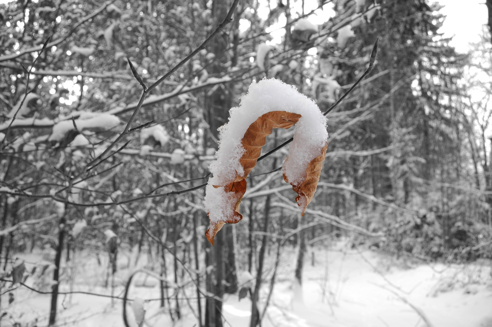 Buchenblatt mit Schnee