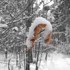 Buchenblatt mit Schnee