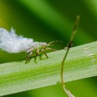 Buchenblattlaus (Phyllaphis fagi)