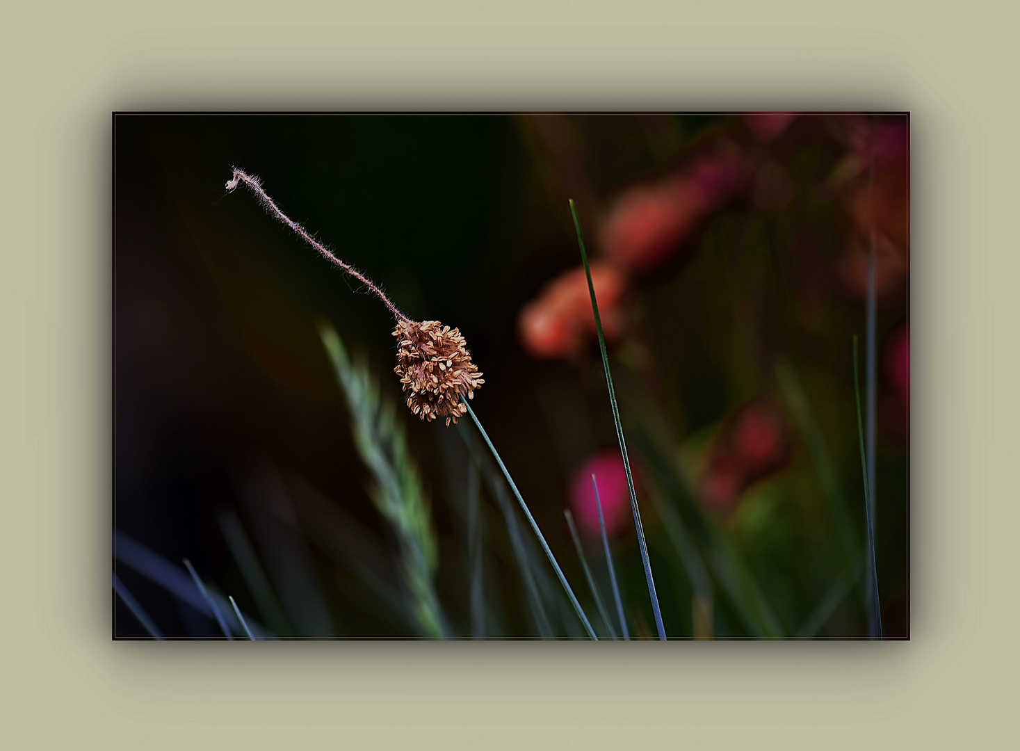 Buchenblüte, aufgespießt.