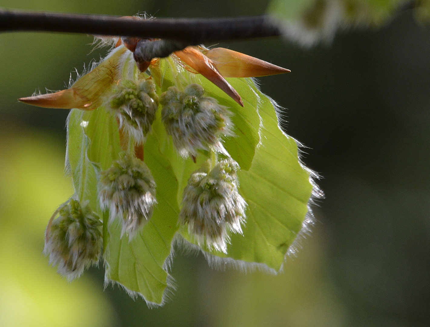 Buchenblüten