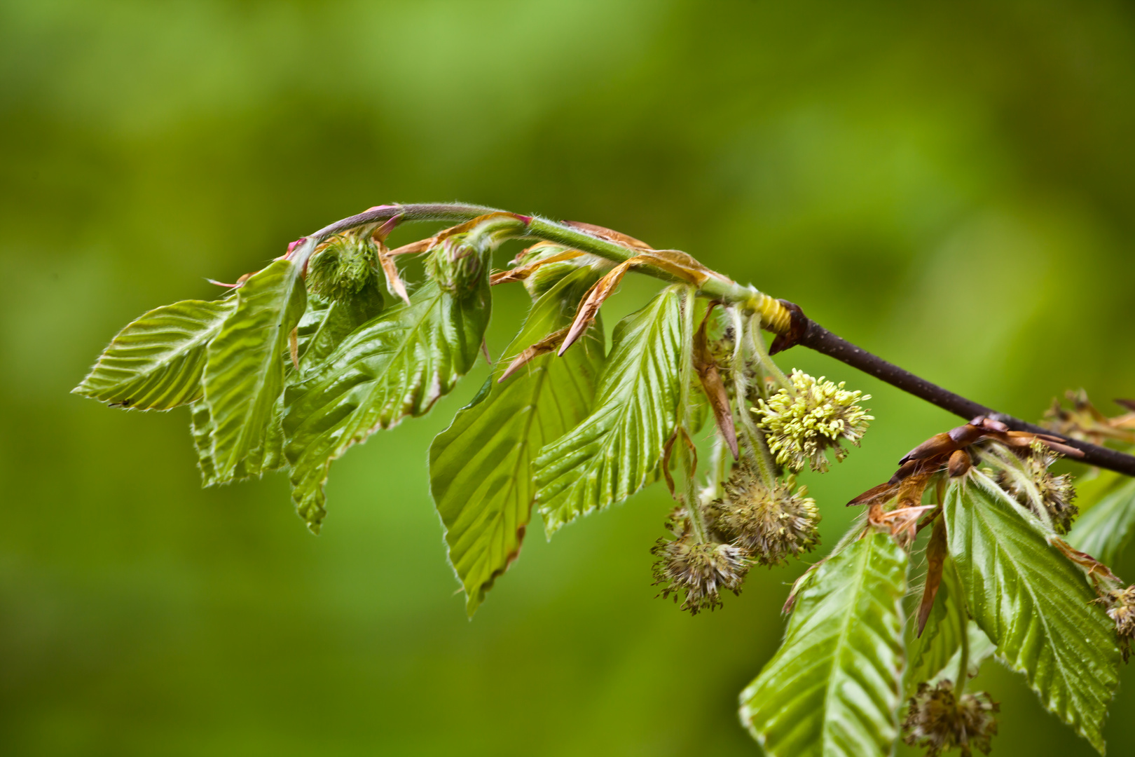 Buchenblüten im Frühling