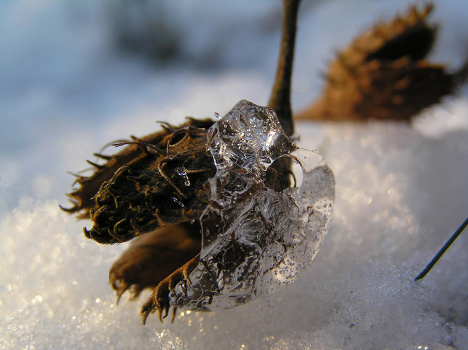 buchenfruchttier...neulich im wald entdeckt