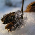 buchenfruchttier...neulich im wald entdeckt