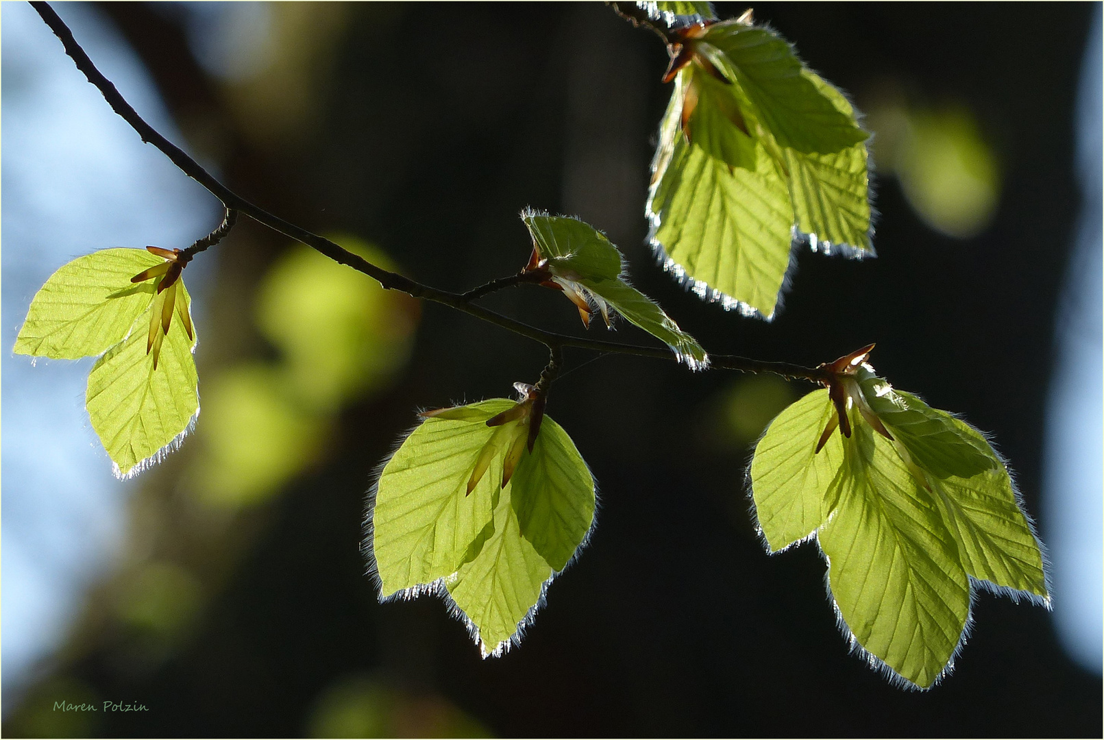 Buchenfrühling