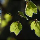 Buchenfrühling