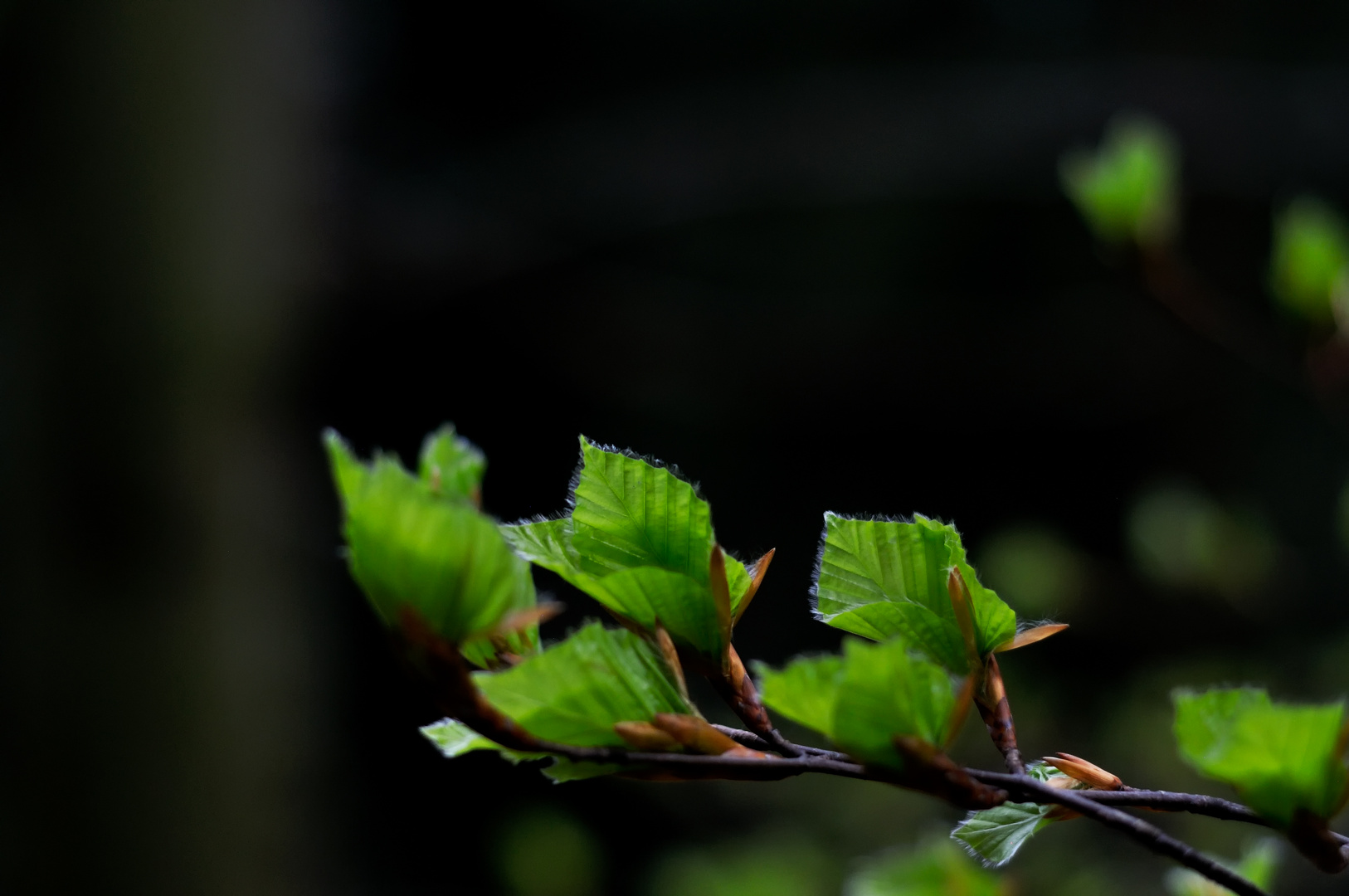 Buchenfrühling im Schwarzwald II