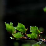 Buchenfrühling im Schwarzwald II