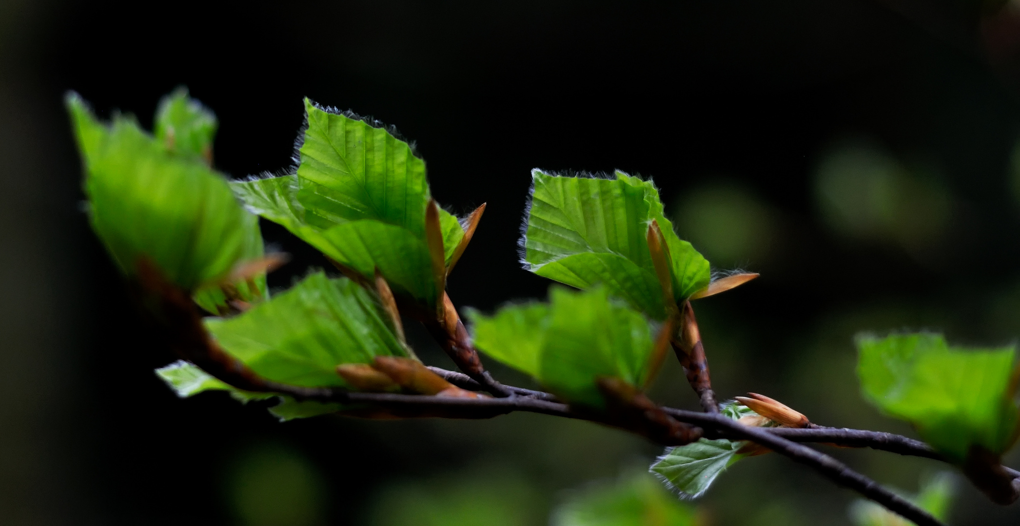 Buchenfrühling im Schwarzwald II - Variante