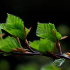 Buchenfrühling im Schwarzwald II - Variante