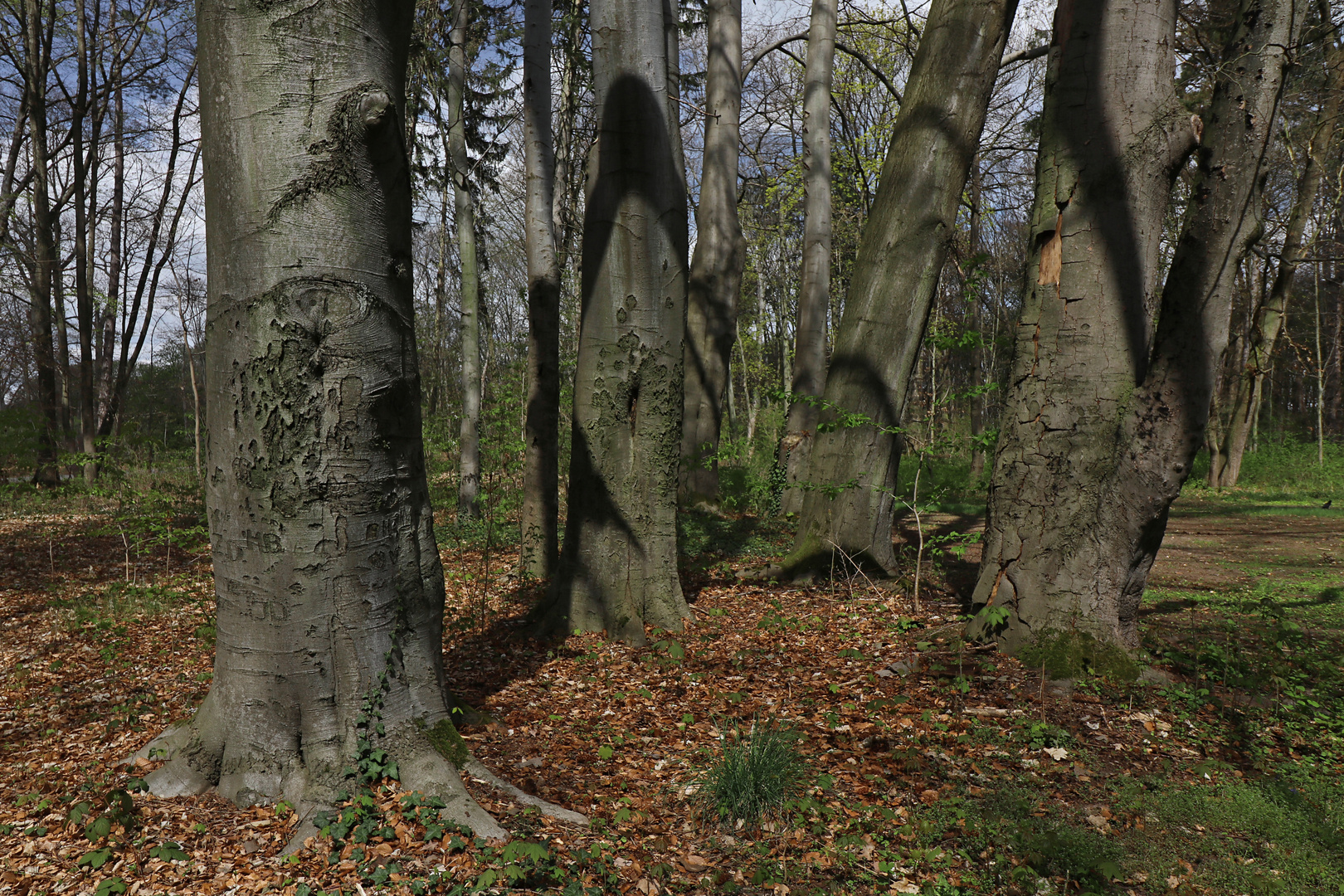 Buchengruppe beim Nussberg