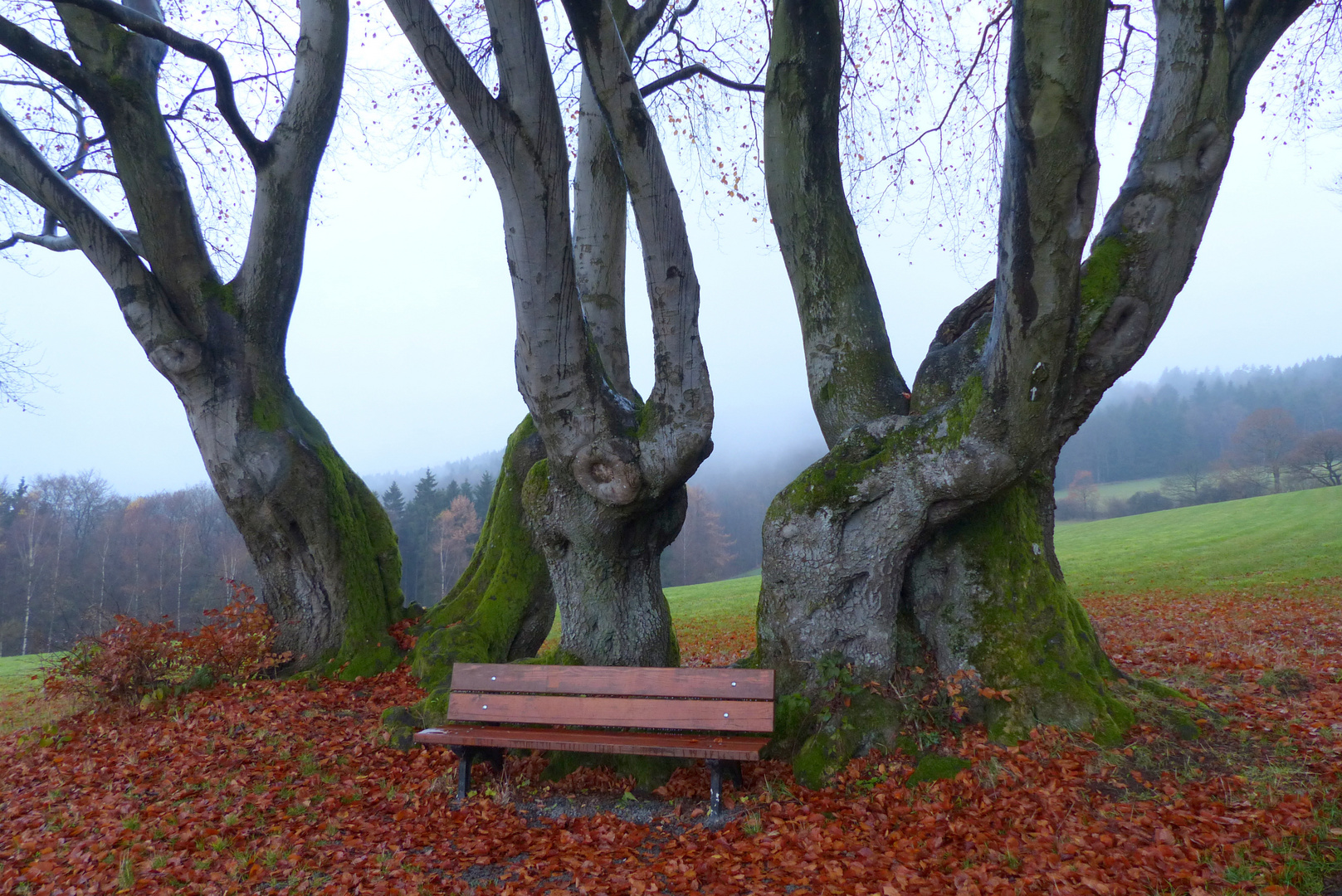 Buchengruppe im Herbst