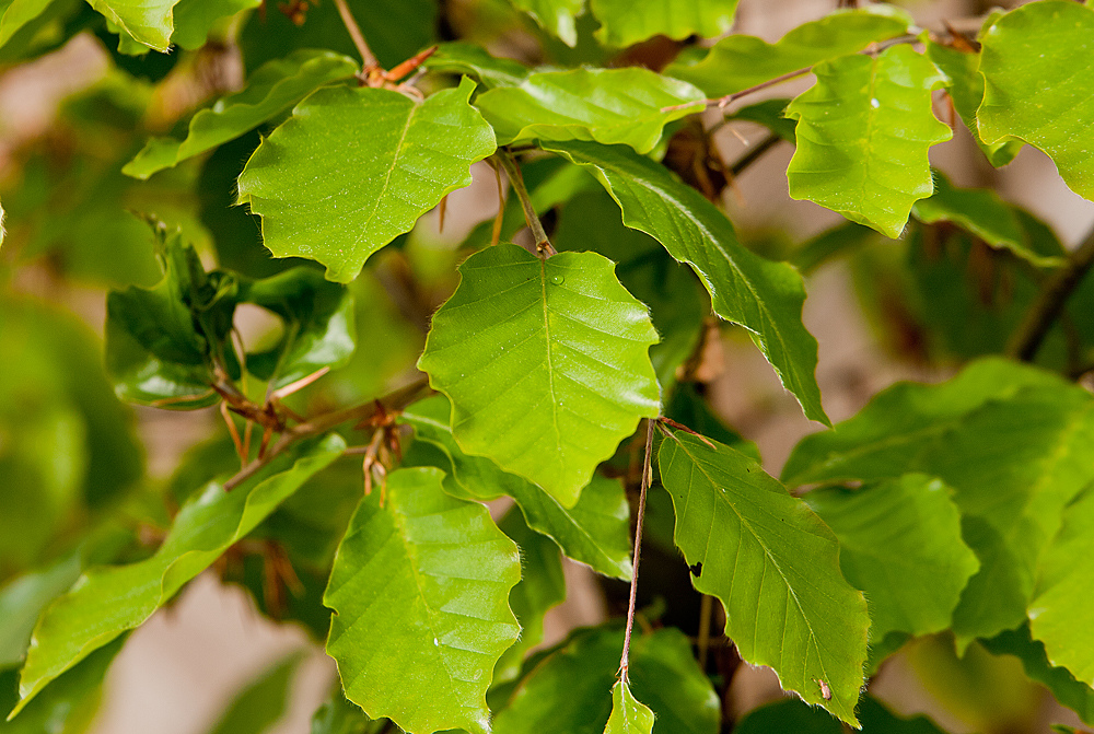 Buchenhecke