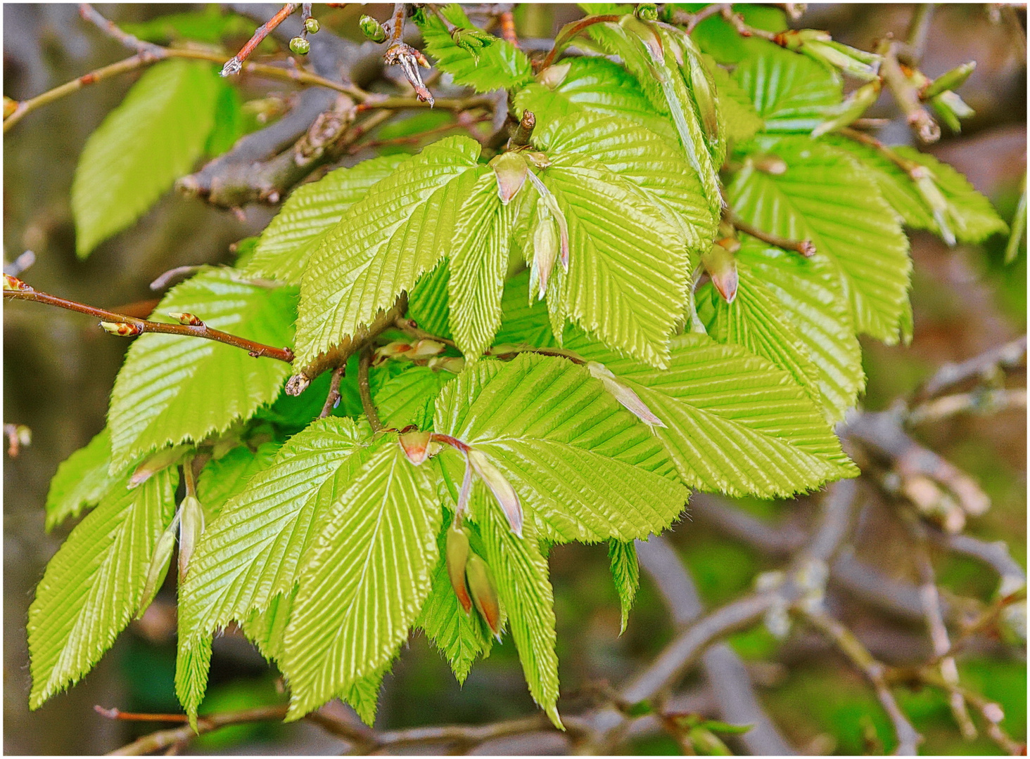 Buchenhecke im Frühling