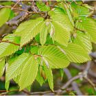 Buchenhecke im Frühling