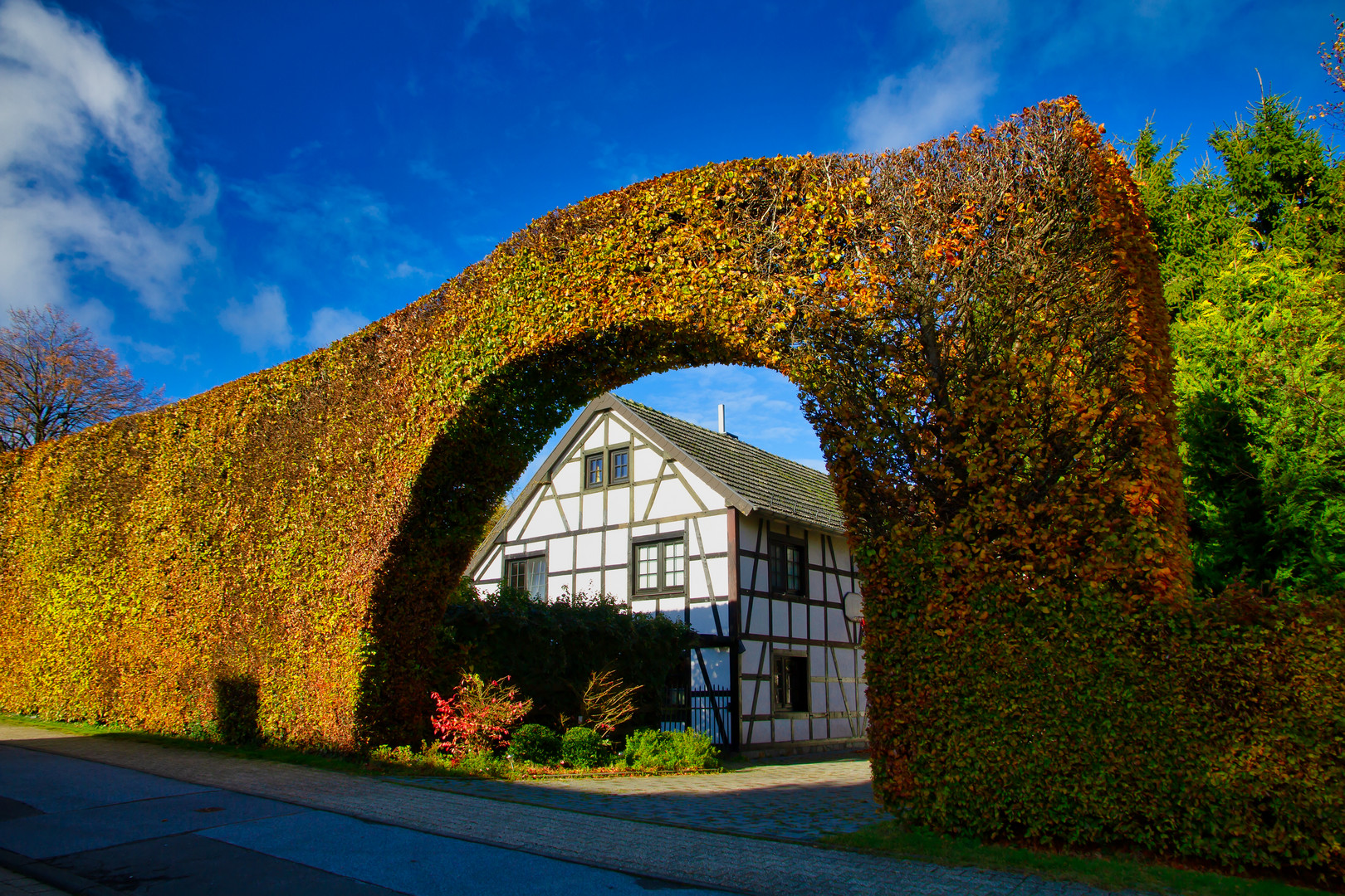 Buchenhecke in der Eifel