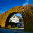 Buchenhecke in der Eifel