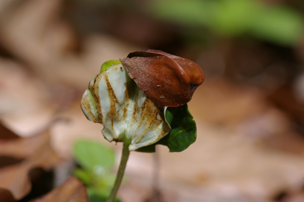Buchenkeimling Foto & Bild | jahreszeiten, frühling, natur Bilder auf ...