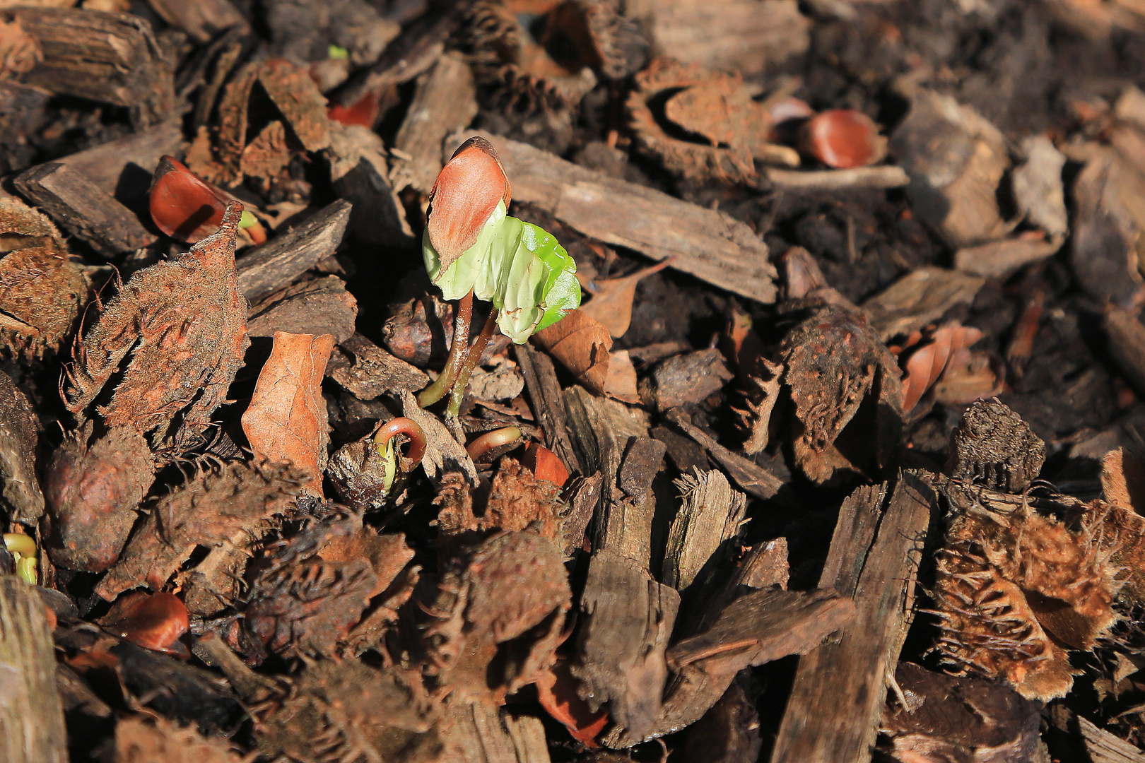 buchenkeimling Foto & Bild | jahreszeiten, frühling, süntelbuchen ...