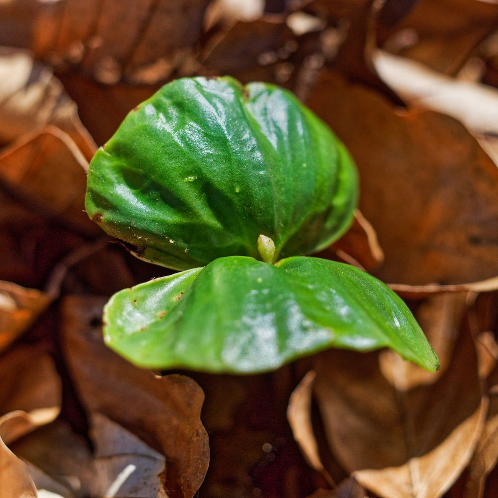 Buchenkeimling Foto & Bild | wald, bäume, frühling Bilder auf fotocommunity