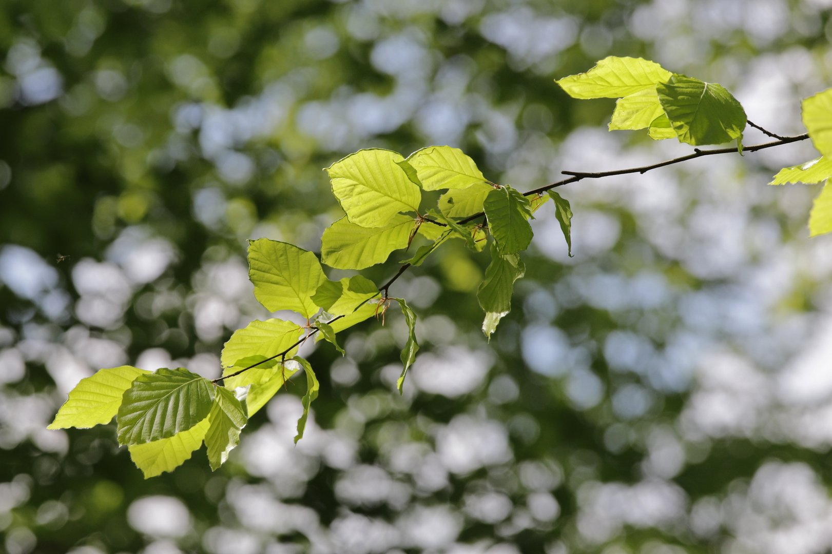 Buchenlaub (2018_05_01_EOS 6D Mark II_2195_ji)