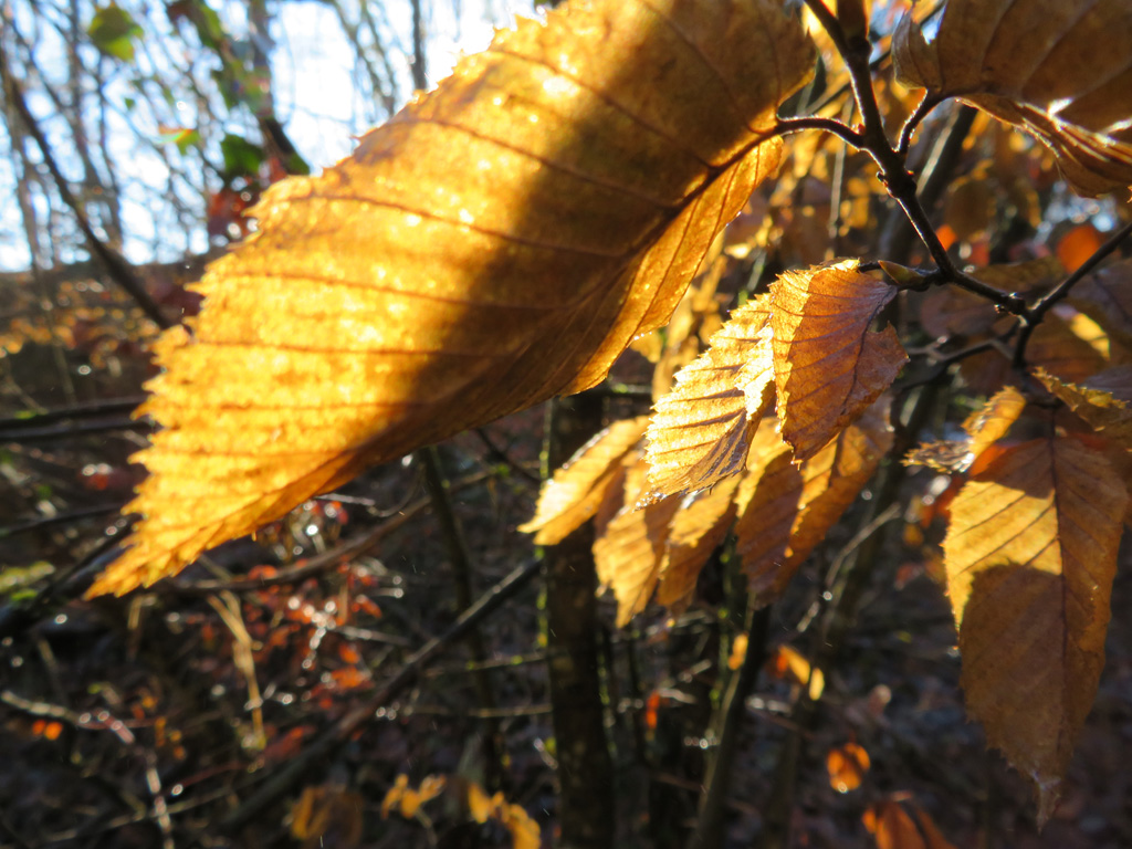  Buchenlaub 