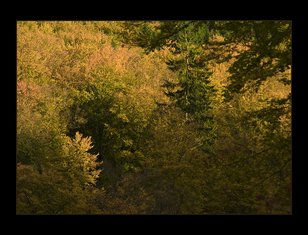 Buchenlaub- Herbst- Komposition...