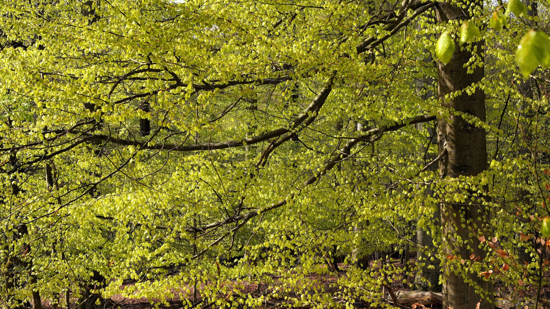 Buchenlaub im Frühling