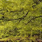 Buchenlaub im Frühling