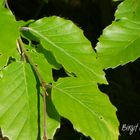 Buchenlaub im Frühling