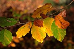 Buchenlaub im Herbst