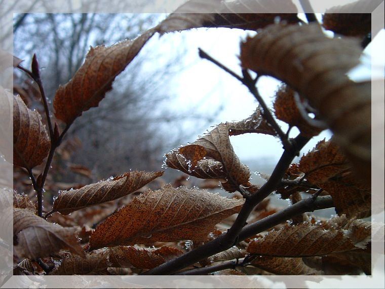 Buchenlaub mit Eiskristalle