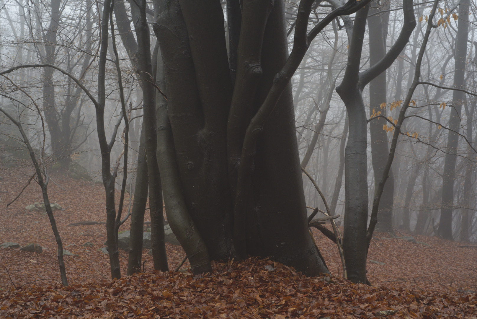 Buchenlaubwald